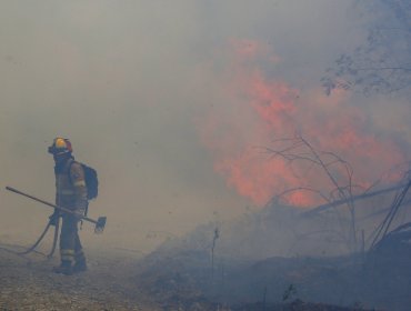 Incendio forestal en Dichato nuevamente se acerca a viviendas: brigadistas que combatían el fuego se tuvieron que replegar