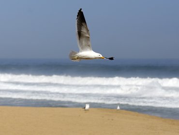 Región de Los Lagos: SAG confirma el primer caso de influenza aviar