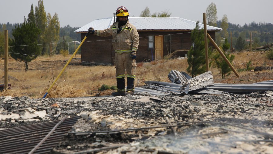 Catastrófico balance de Indap tras incendios: Se han perdido mil hectáreas de cultivo más de 4 mil animales y 9 mil colmenas