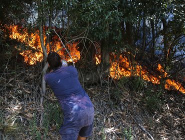 Incendios forestales sin tregua: 12 continúan en combate en la región del Biobío