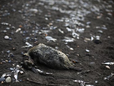 SAG investiga aparición de decenas de aves muertas en Mariquina