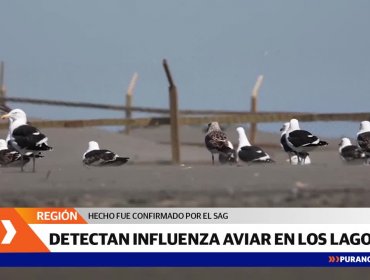 SAG confirma el primer caso de influenza aviar en la Región de Los Lagos
