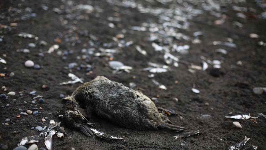 SAG investiga aparición de decenas de aves muertas en Mariquina