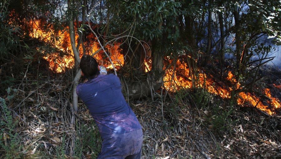 Incendios forestales sin tregua: 12 continúan en combate en la región del Biobío