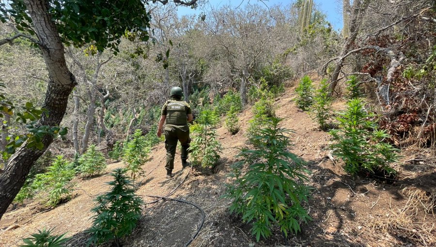 Incautan más de 14 mil plantas de cannabis en dos quebradas de La Ligua: zona era abastecida con piscinas artesanales