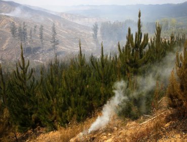 Decretan Alerta Roja en Peñaflor por incendio forestal cercano a viviendas
