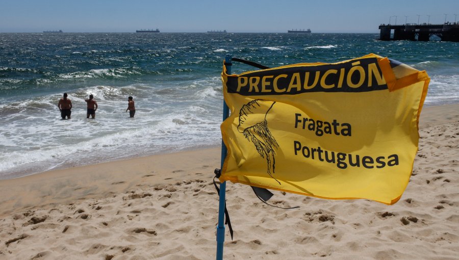 Presencia de fragata portuguesa obliga a cerrar playas en la región de Valparaíso