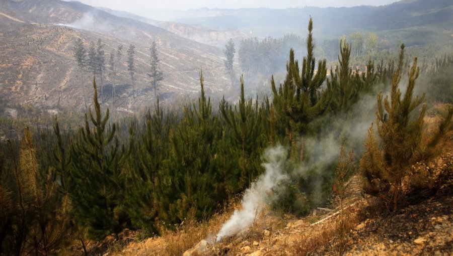 Decretan Alerta Roja en Peñaflor por incendio forestal cercano a viviendas