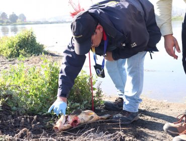 Brigada especializada de la PDI investigará muerte de peces en el humedal de Concón
