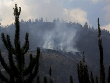 Empresas del rubro maderero han presentado 12 querellas y 681 denuncias por incendios forestales