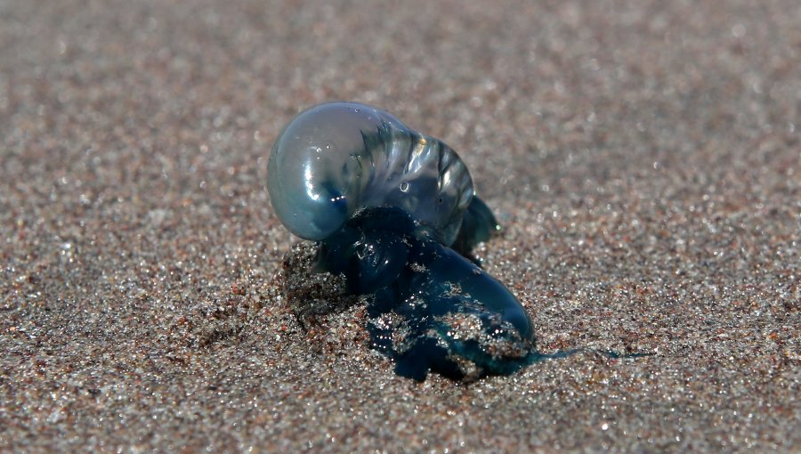 Seremi de Salud levanta prohibición de baño y actividades recreativas en playas de Viña y Zapallar tras detectarse fragatas portuguesas