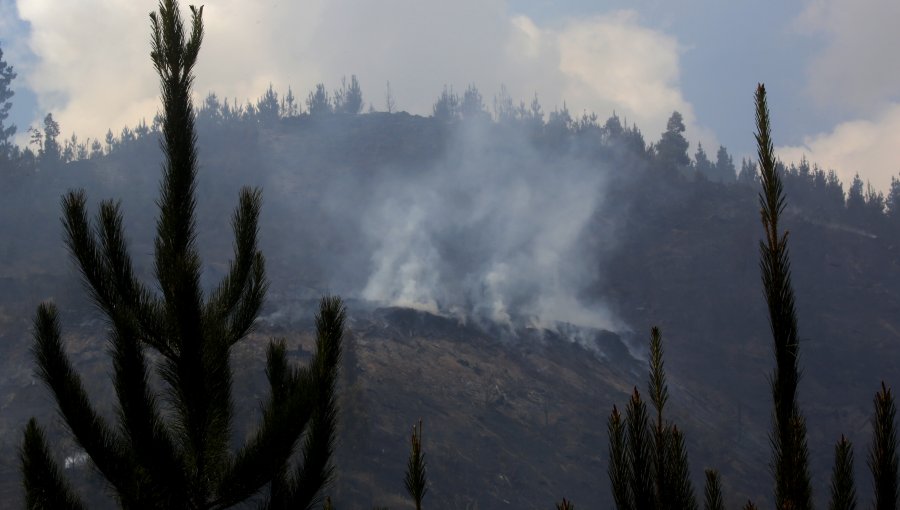 Empresas del rubro maderero han presentado 12 querellas y 681 denuncias por incendios forestales