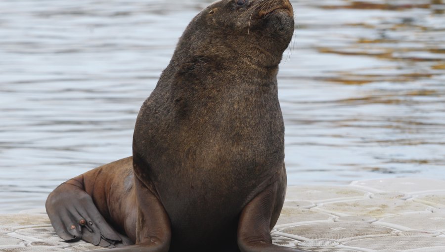 Sernapesca detectó primer caso de gripe aviar en un lobo marino en Antofagasta