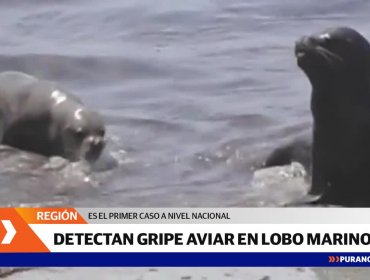 Detectan primer caso de gripe aviar en un lobo marino en Antofagasta