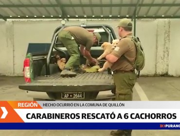 Carabineros de Quillón rescata camada de perritos desde incendios forestales en Quillón
