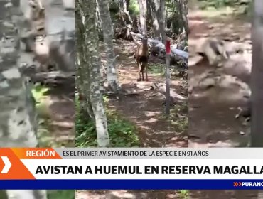 Vuelven a avistar un huemul en la Reserva Nacional de Magallanes tras 91 años