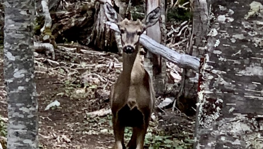 Tras 91 años, vuelven a avistar un huemul en la Reserva Nacional de Magallanes