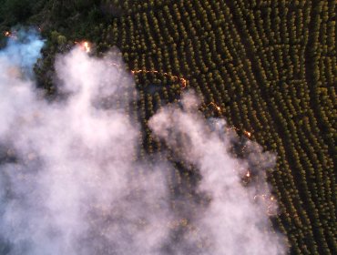 CMPC estima que incendios forestales han afectado 25 mil hectáreas de sus plantaciones: daño bordearía los US$ 56 millones