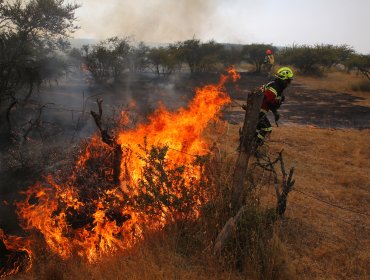 Incendio forestal ha consumido al menos 150 hectáreas de bosque nativo en Alto Biobío