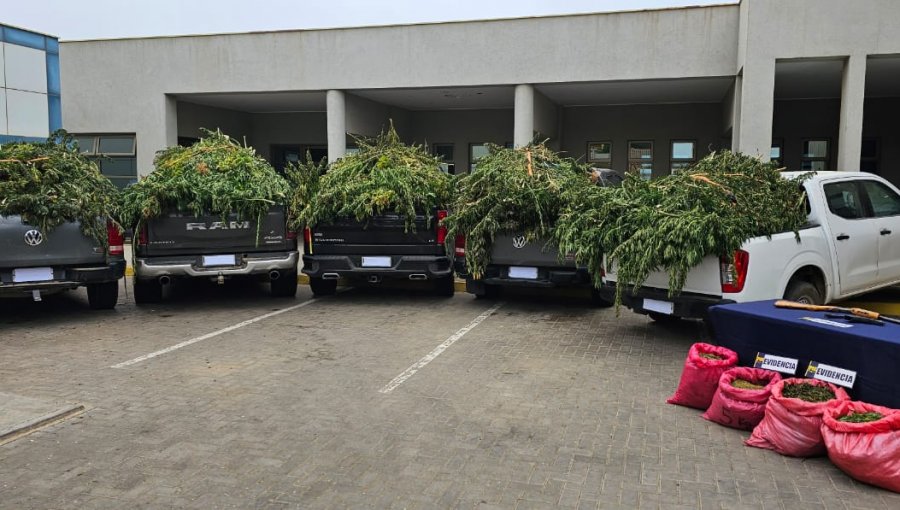 Incautan más de 35 mil plantas de cannabis durante operativos antinarcóticos en Cabildo y Los Vilos