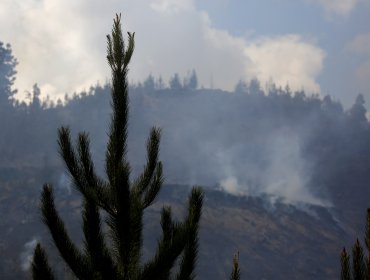 Incendios forestales: Hay 26 en combate y 458 mil hectáreas han sido destruidas