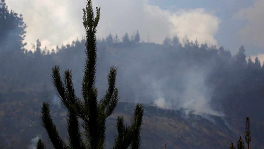 Incendios forestales: Hay 26 en combate y 458 mil hectáreas han sido destruidas