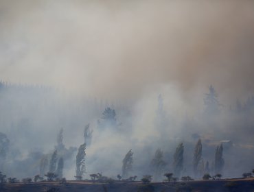 Corma entregó a Fiscal Nacional antecedentes sobre denuncias de empresas forestales ante posible intencionalidad en incendios