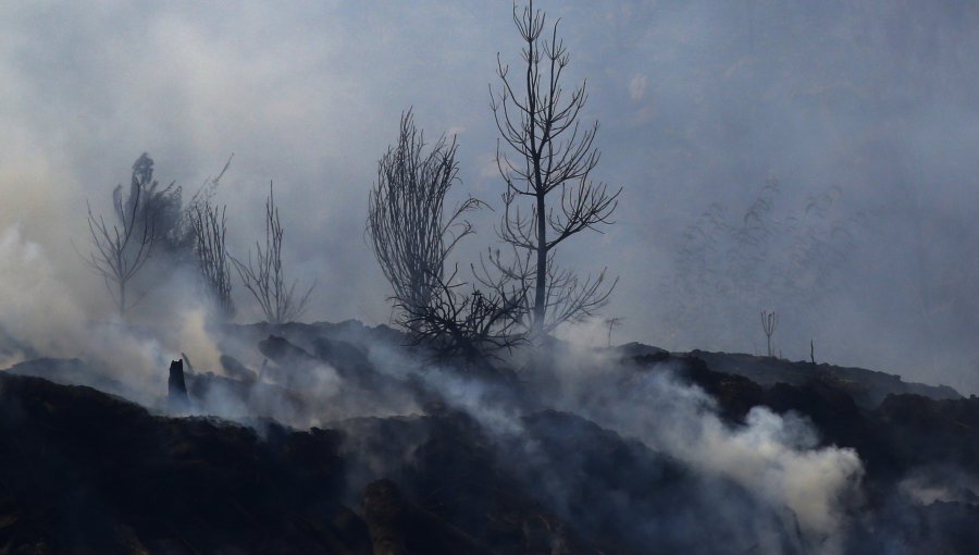 Declaran como "contenido" el incendio forestal Santa Ana en el Biobío: 18 siniestros se mantienen en combate a nivel nacional