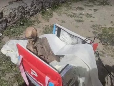 Encuentran una momia prehispánica al interior de mochila de un repartidor de envíos en Perú