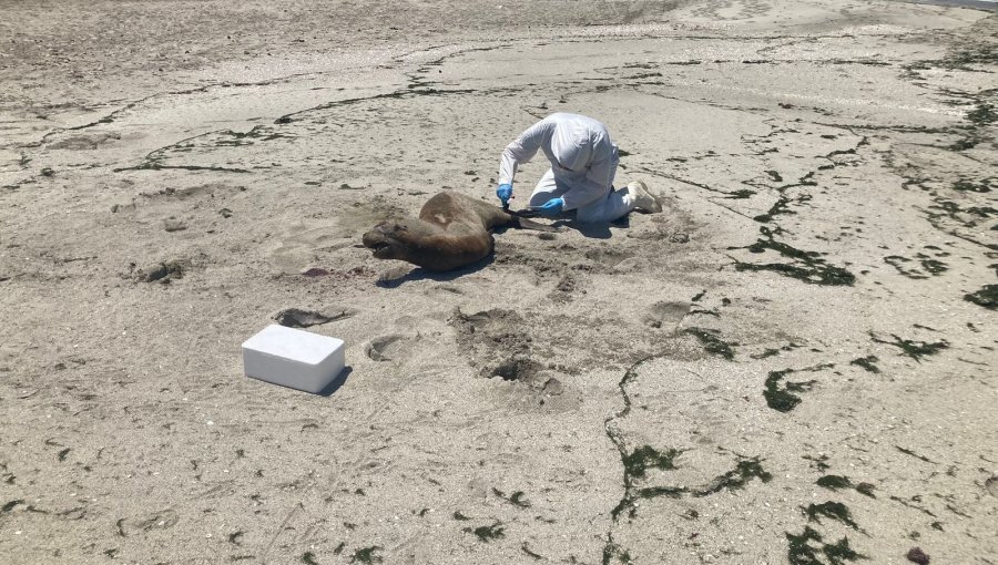 Sernapesca confirma segundo caso positivo de influenza aviar en lobo marino en la región de Antofagasta