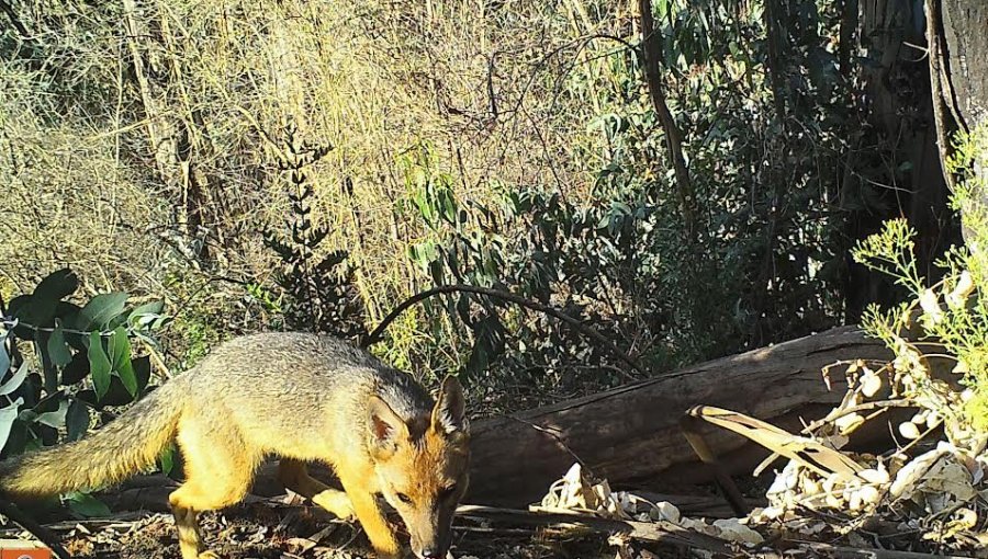 Registran nuevamente a gato colocolo en la Reserva Nacional Lago Peñuelas de Valparaíso