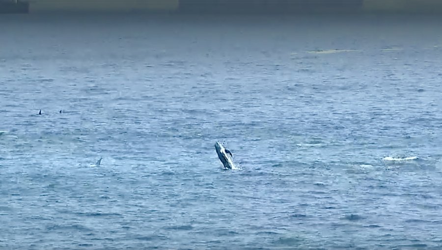 Turistas captan manada de delfines nadando en la costa de Viña del Mar