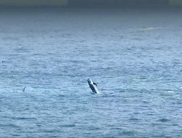 Turistas captan manada de delfines nadando en la costa de Viña del Mar