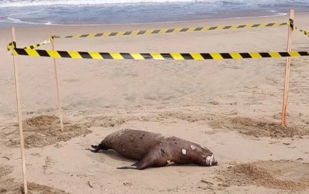 Denuncian que lobo marino muerto permaneció cerca de 12 horas en playa de Reñaca