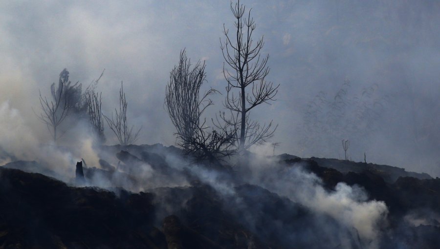Sujeto fue detenido tras ser sorprendido quemando bosque nativo en Cochamó: una hectárea resultó afectada