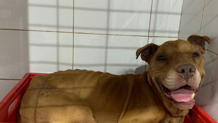 Cruel caso de maltrato animal en Viña del Mar: individuos mataron a palos a perrito rescatado por organización