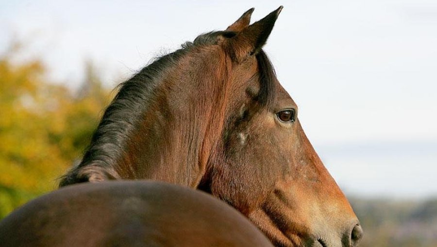 Tragedia en Quillota: Niño de 12 años se encuentra grave tras caer y ser aplastado por un caballo