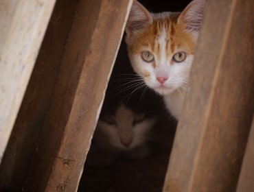Detectan gatos y murciélagos con rabia en la Región de Valparaíso