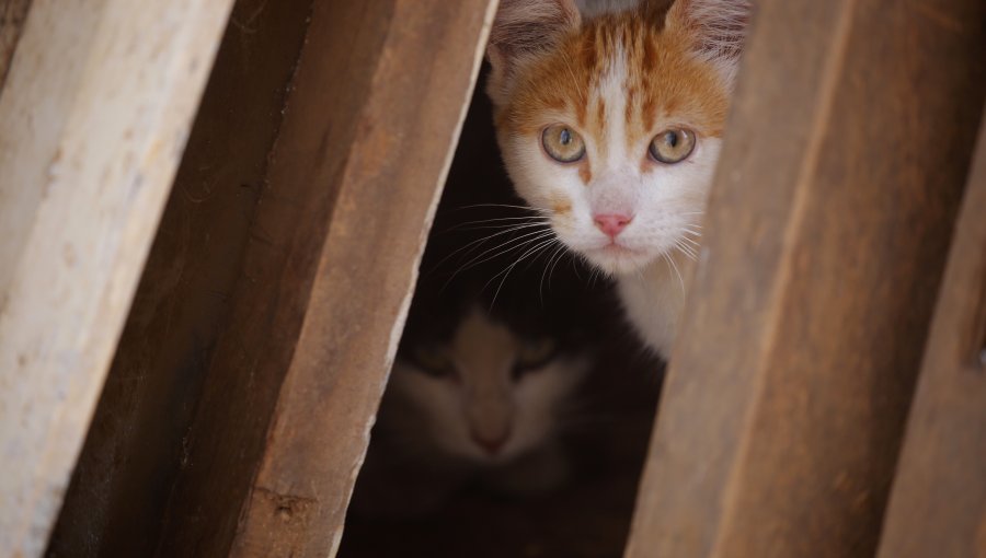 Detectan gatos y murciélagos con rabia en la Región de Valparaíso