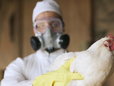 Se descubre primer caso de influenza aviar en gallinero de la comuna de Chillán Viejo