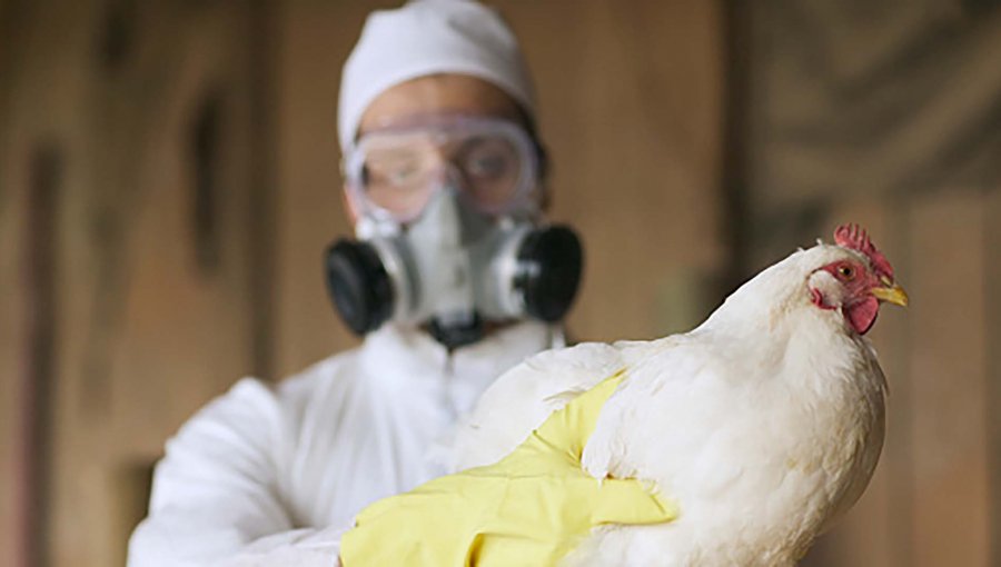Se descubre primer caso de influenza aviar en gallinero de la comuna de Chillán Viejo
