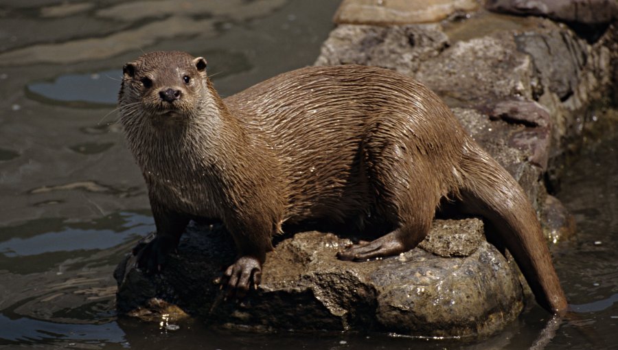 Confirman primer caso de influenza aviar en Arica: se trata de una especie conocida como chungungo