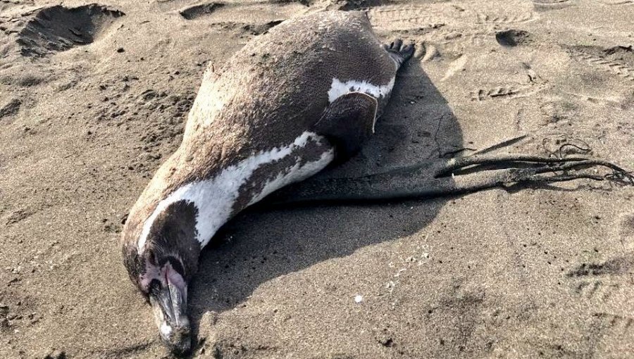 Confirman caso positivo de influenza aviar en pingüino de Humboldt varado en playa Morrillos de Coquimbo