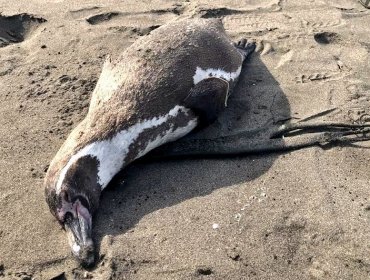Confirman caso positivo de influenza aviar en pingüino de Humboldt varado en playa Morrillos de Coquimbo