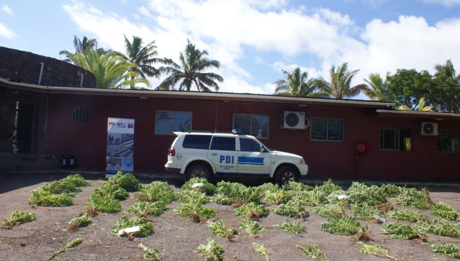 Incautan en Rapa Nui una plantación de cannabis sativa avaluada en más de $100 millones