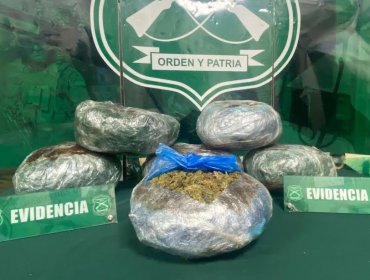 Control carretero en La Ligua permite incautar más de 12 mil dosis de marihuana elaborada: hay una persona detenida