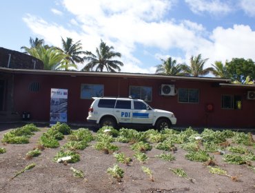 Incautan en Rapa Nui una plantación de cannabis sativa avaluada en más de $100 millones