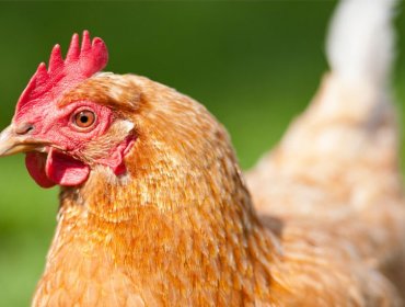 Minagri confirma primer caso de influenza aviar en industria de carnes blancas: afirma que "no afecta en nada el consumo"