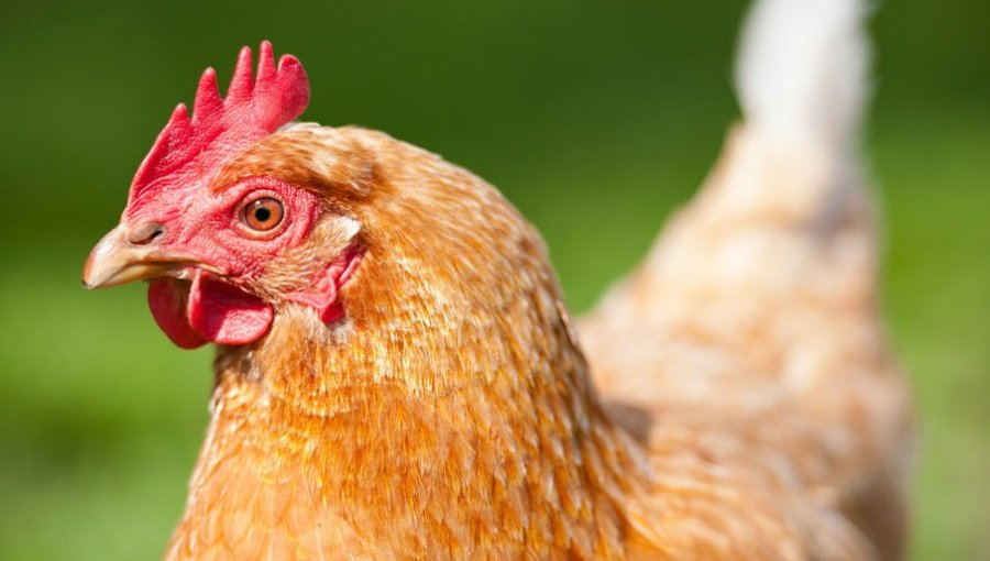 Minagri confirma primer caso de influenza aviar en industria de carnes blancas: afirma que "no afecta en nada el consumo"