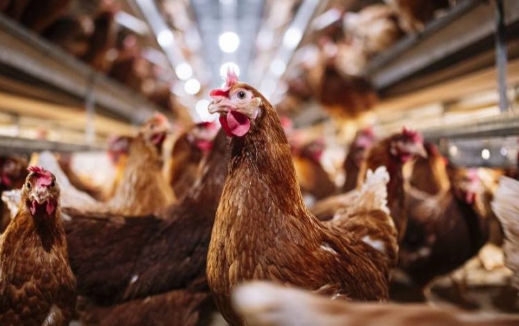 Servicio Agrícola y Ganadero confirmó el primer caso positivo de gripe aviar en la región Metropolitana